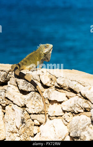 Iguana aalt sich in der Sonne in Playa Lagun, Curacao, Niederlande. Mit selektiven Fokus. Vertikale Stockfoto