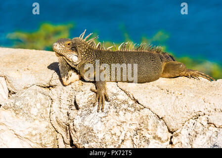 Iguana aalt sich in der Sonne in Playa Lagun, Curacao, Niederlande. Mit selektiven Fokus Stockfoto