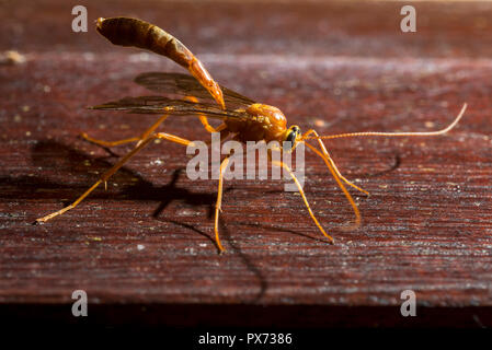 Makro Bild einer Orange Wespe auf gelbem Stoff Stockfoto