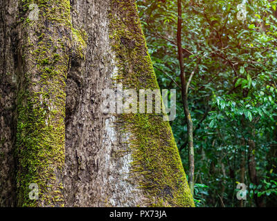 Moos auf großen Baum im Regenwald. Stockfoto