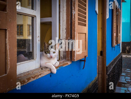 Dreifarbige Katze in den Fenstern des Blauen Haus liegen in den Straßen von afrikanischen Dorf von Palmeira, Insel Sal, Kap Verde Stockfoto
