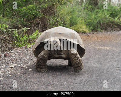 Riesige Schildkröte Wandern auf der Isla Santa Cruz, Galapagos, Ecuador Stockfoto