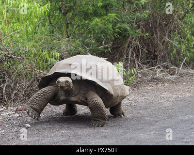 Riesige Schildkröte Wandern auf der Isla Santa Cruz, Galapagos, Ecuador Stockfoto