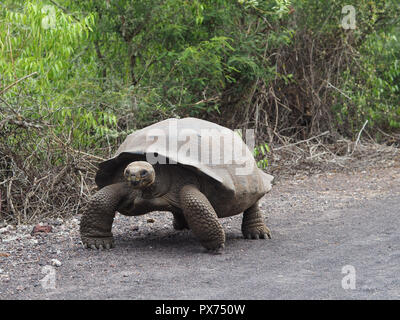 Riesige Schildkröte Wandern auf der Isla Santa Cruz, Galapagos, Ecuador Stockfoto