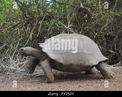 Riesige Schildkröte Wandern auf der Isla Santa Cruz, Galapagos, Ecuador Stockfoto