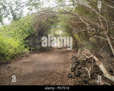 Riesige Schildkröte auf einem Trail auf der Isla Santa Cruz, Galapagos, Ecuador Stockfoto