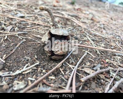 Ein tannenzapfen auf dem Boden im Wald gefallen. Stockfoto