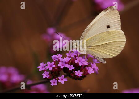 Kleine weiße Butterfly nectaring auf eisenkraut Blumen Stockfoto