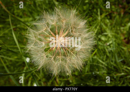 Dandelion Clock in Sommer Feld, Croydon, England, Vereinigtes Königreich Stockfoto