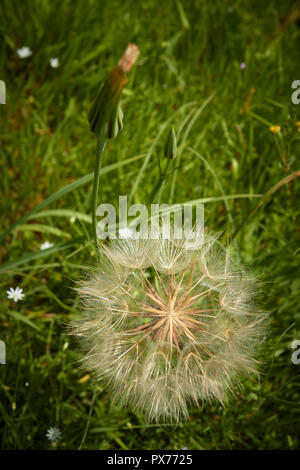 Dandelion Clock in Sommer Feld, Croydon, England, Vereinigtes Königreich Stockfoto