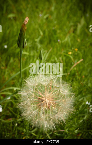 Dandelion Clock in Sommer Feld, Croydon, England, Vereinigtes Königreich Stockfoto