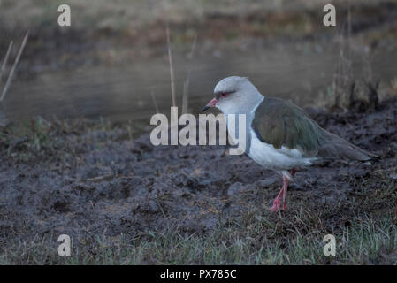 Andenländer Kiebitz (Vanellus resplendens) im grünen Felder in der Nähe von Cusco, Peru. Stockfoto