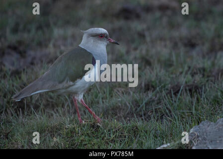 Andenländer Kiebitz (Vanellus resplendens) im grünen Felder in der Nähe von Cusco, Peru. Stockfoto