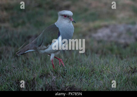 Andenländer Kiebitz (Vanellus resplendens) im grünen Felder in der Nähe von Cusco, Peru. Stockfoto