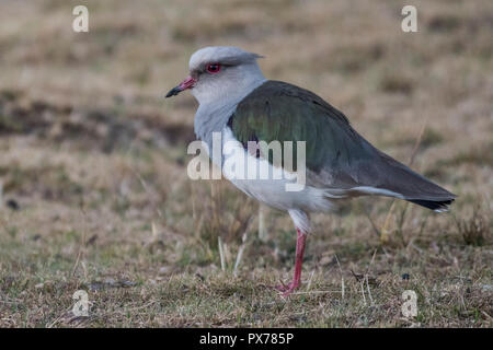 Andenländer Kiebitz (Vanellus resplendens) im grünen Felder in der Nähe von Cusco, Peru. Stockfoto