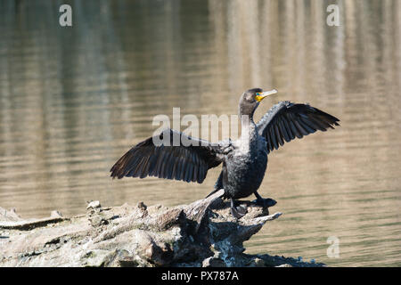 Ein double-Crested cormorant trocknet ist Flügel, wie es auf einem Baumstamm in einem Teich steht. Stockfoto