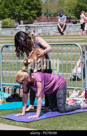 Suwanee, GA, USA - 29. April 2018: eine Frau, die ein Baby Ziege auf der Rückseite einer knienden Frau als Teil einer Ziege Yogastunde am 29. April 2018. Stockfoto