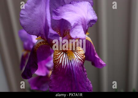 In der Nähe von Royal Purple Iris Foto: in einem Garten im Hinterhof, dieses Bild wäre toll aussehen auf Kalender, Karten oder sonst etwas. Stockfoto