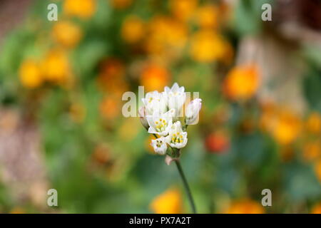 Eine einzelne weiße Blume steht gegen ein Meer von Orange: Diese einsame Blume wäre toll auf Kalender und Karten schauen Stockfoto