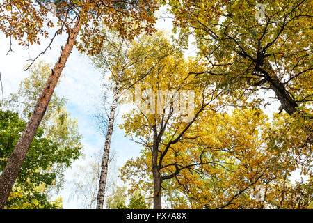 Ansicht von unten Tops von Kiefer, Birke, Eiche Bäume im Wald von timiryazevsky Park im sonnigen Oktober Tag Stockfoto