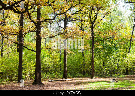 Eichen auf der Lichtung im Wald von timiryazevsky Park im sonnigen Oktober Tag Stockfoto