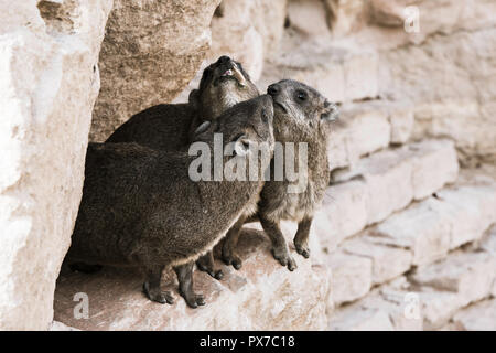 Ein Klippschliefer, andernfalls bekannt als Cape Hyrax und ein Dassie, in Südafrika Stockfoto