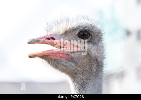 Nahaufnahme der Strauß Vogel mit offenem Mund, Gesicht, ein flugunfähiger Swift-afrikanische Vogel mit langem Hals, lange Beine, und zwei Zehen an jedem Fuß. Es Stockfoto