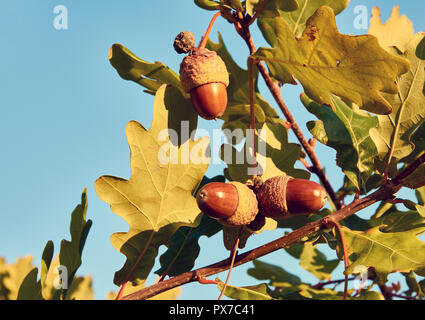 Nahaufnahme der Drei Eicheln zwischen Blätter auf Eiche, unter Herbst Sonnenlicht, mit blauem Himmel Hintergrund Stockfoto