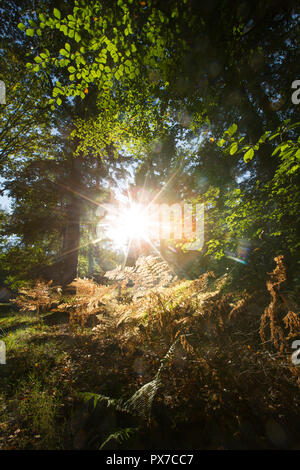 Sonnenlicht am Nachmittag durch die Wälder im New Forest Hampshire England UK GB glänzend Stockfoto