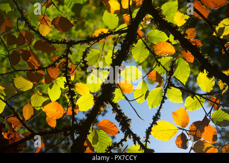 Buche, Fagus sylvatica und Blätter im Oktober in der Neuen Wald Hampshire England UK GB Stockfoto