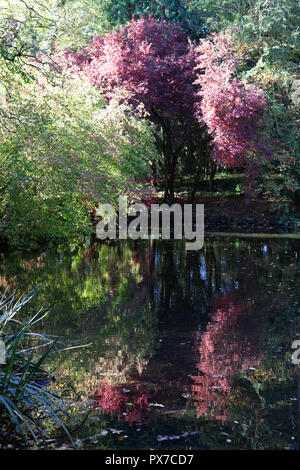 Bunte Bäume und See Reflexionen im Herbst UK Stockfoto