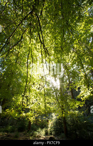 Sonnenlicht am Nachmittag durch die Laub Wälder im New Forest Hampshire England UK GB glänzend Stockfoto