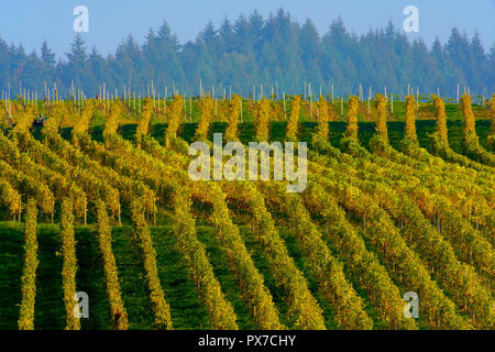 Malerische Weinberge im Herbst Farben rund um Ballrechten-Dottingen Deutschland. Stockfoto