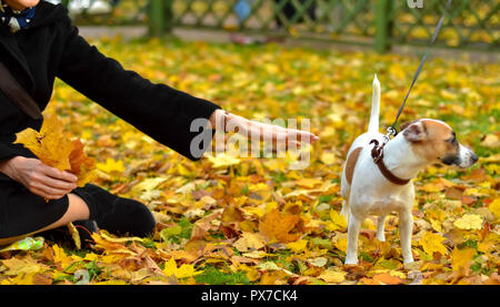 Eine Frau hält aus einer Hand der Freundschaft zu einem Hund suchen die andere Weise auf Herbst Laub. Stockfoto