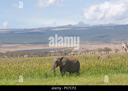 Einzelnen afrikanischen Elefanten Loxodonta africana Lewa Wildlife Conservancy Kenia Stockfoto