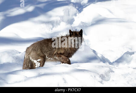 Eine einsame Schwarze Wolf (Canis lupus) wandern im Winter Schnee in Kanada Stockfoto