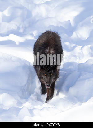 Eine einsame Schwarze Wolf (Canis lupus) wandern im Winter Schnee in Kanada Stockfoto