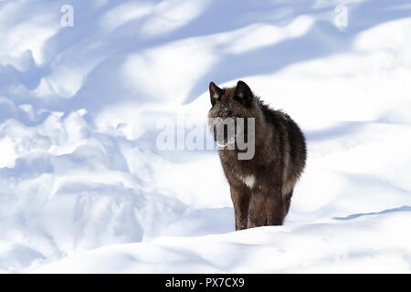 Eine einsame Schwarze Wolf (Canis lupus) wandern im Winter Schnee in Kanada Stockfoto