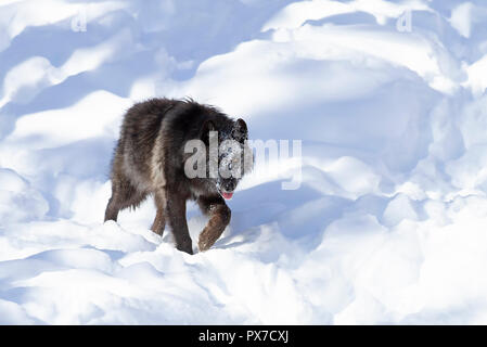 Eine einsame Schwarze Wolf (Canis lupus) wandern im Winter Schnee in Kanada Stockfoto