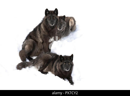 Drei schwarze Wölfe (Canis lupus) Portrait auf weißem Hintergrund im Winter Schnee in Kanada sitzt isoliert Stockfoto