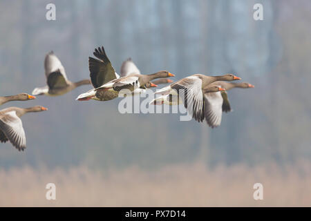 Graugänse (Anser anser) Über Reed fliegen, Bäume im Hintergrund Stockfoto