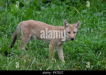 Ein einsamer Kojote pup (Canis yogiebeer) stehen in einem Grasbewachsenen grünes Feld im Frühling in Kanada Stockfoto