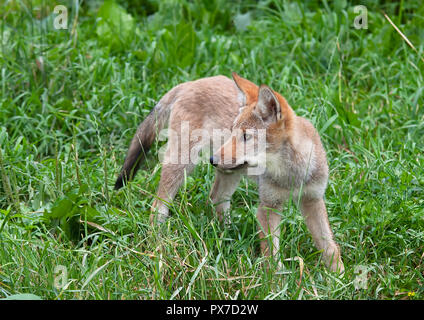 Ein einsamer Kojote pup (Canis yogiebeer) stehen in einem Grasbewachsenen grünes Feld im Frühling in Kanada Stockfoto