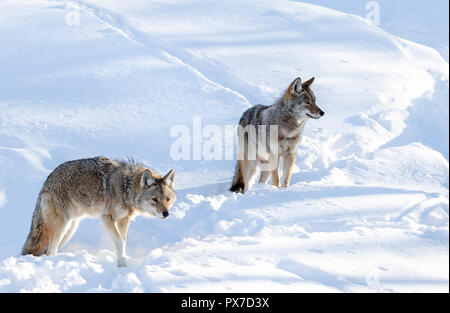 Zwei Kojoten (Canis yogiebeer) auf weißem Hintergrund wandern und jagen im Winter Schnee in Kanada isoliert Stockfoto