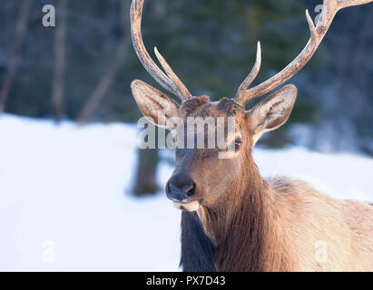 Bullenschweine mit großen Geweihen, isoliert vor weißem Hintergrund, die im Winterschnee Kanadas wandern Stockfoto