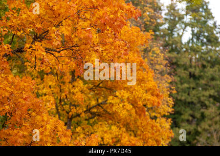 Selektiver Fokus Foto. Ahorn mit farbigen Blätter im Herbst. Stockfoto