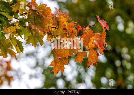 Selektiver Fokus Foto. Ahorn mit farbigen Blätter im Herbst. Stockfoto