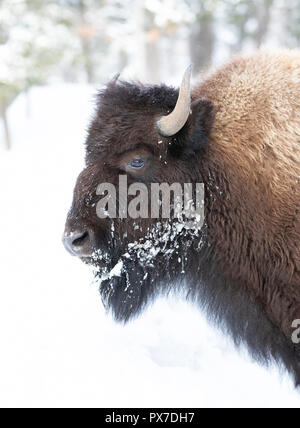 American Bison, ein Büffel aus nächster Nähe auf einer schneebedeckten Wiese in Kanada Stockfoto
