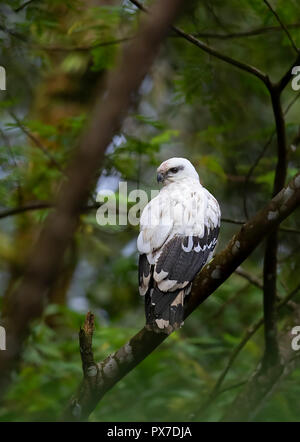 White Hawk (Pseudastur albicollis) auf eine Niederlassung in Costa Rica gehockt Stockfoto