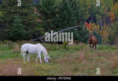 Die mythische Einhorn Schürfwunden in einer Wiese neben einer Scheune in Kanada Stockfoto